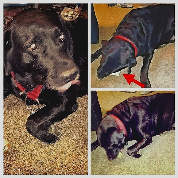 Meet your Posher, Kimi - Picture 3 of 5